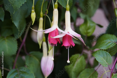 Fuchsia paniculata ,Zellertal, plant. Onagraceae family. Hanover – Berggarten, Germany. photo