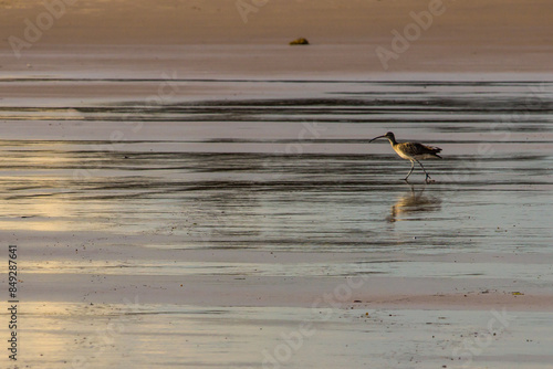 Eurasian whimbrel (Numenius phaeopus) on running on the wet sand on a Mozambique reflecting the light of the sunset.  photo