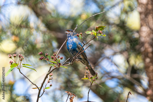 Juvenile Indigo Bunting
