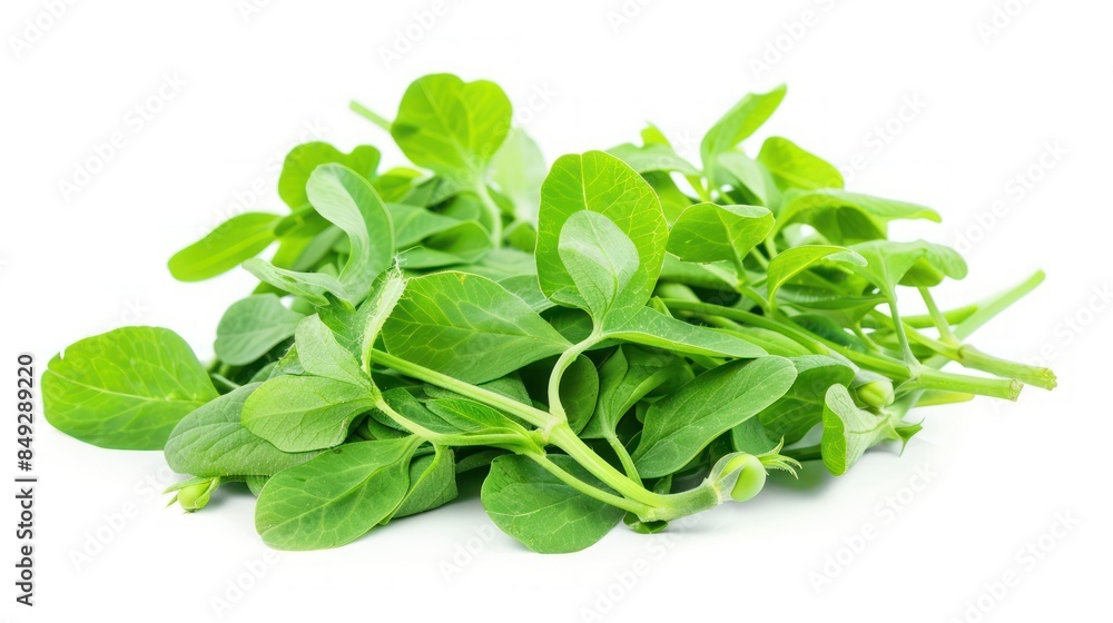 Snow pea shoot isolated white background Snow pea shoot isolated white background