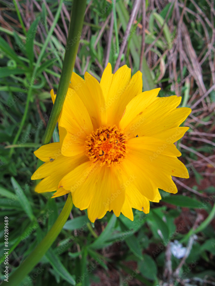 Cladanthus is a species of flower in the sunflower family. Yellow flower, insects sitting on the petals and, in the background, out of focus, grass and green leaves. Cladanthus is a species of flower in the sunflower family. Yellow flower, insects sitting on the petals and, in the background, out of focus, grass and green leaves.