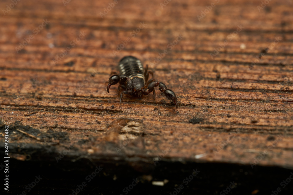 Details of a Pseudoscorpion on a brown wood Details of a Pseudoscorpion on a brown wood