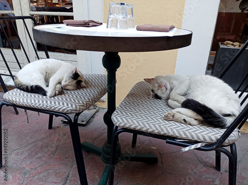 Two white and tabby stray cats are sleeping on cafe chairs at street in Istanbul. They feel very comfortable and safe.