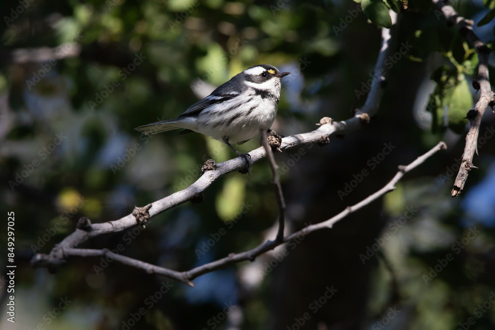 Obraz premium Chipe tomando el sol