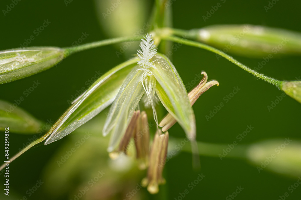 Pistil and feather scar of oat grass. Pistil and feather scar of oat grass.