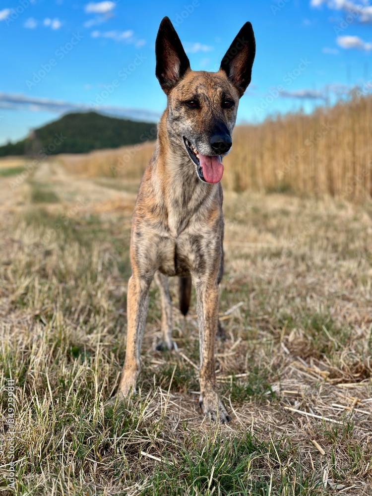 Fototapeta premium german shepherd dog