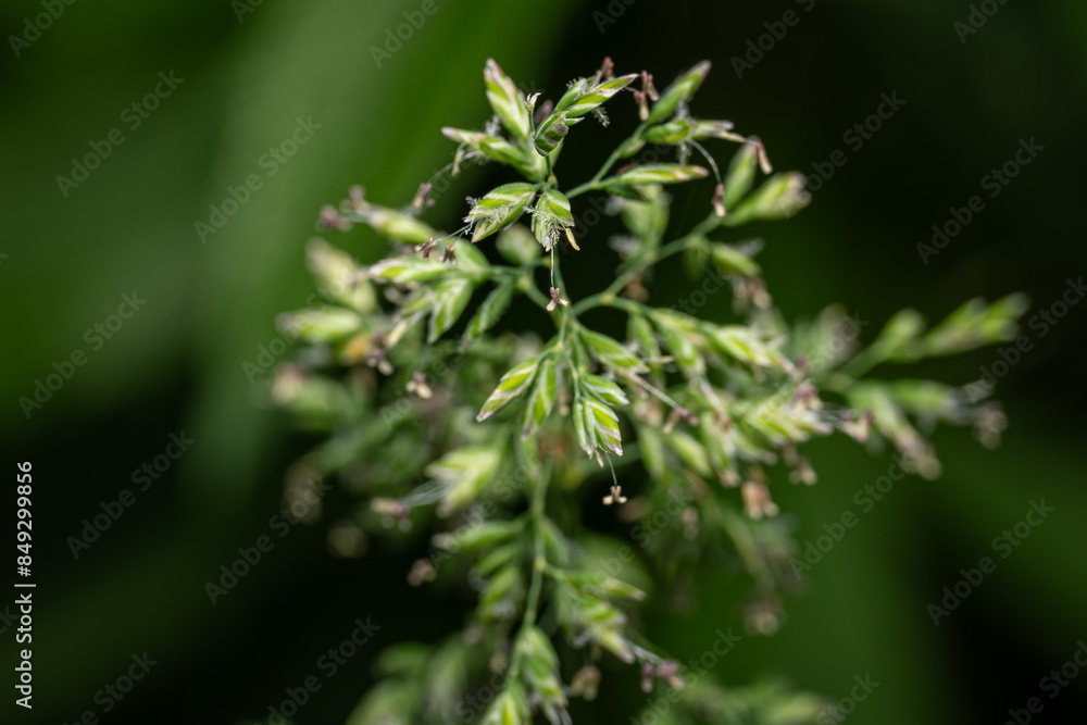 Pistil and feather scar of oat grass. Pistil and feather scar of oat grass.