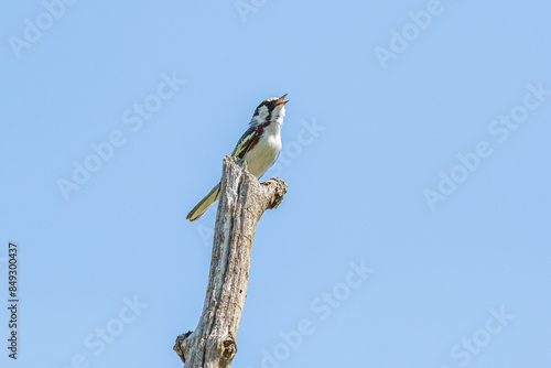 Chestnut-sided Warbler on branch