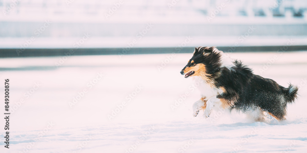 Φωτογραφία Rough Collie Funny Scottish Collie, Long-Haired Collie, English Collie, Lassie Dog Fast Running Outdoor In Snowy Park At Winter Day