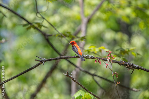 Scarlet Tanager on branch