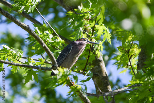 heron on branch