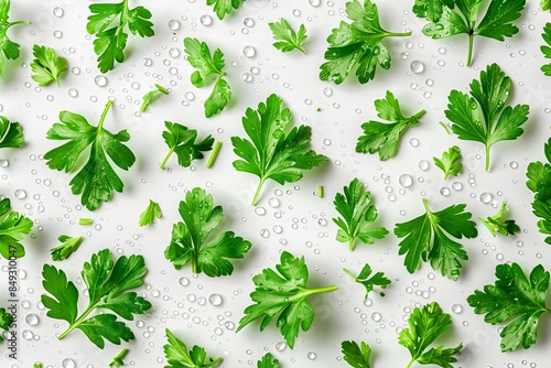 Fresh Green Parsley Leaves with Drops of Water photo