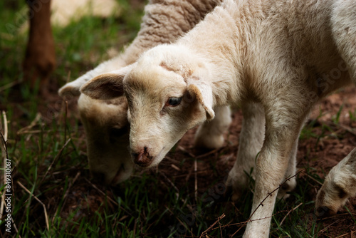 typical lambs in Menorca grazing on green grass photo