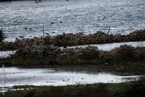 typical wetland area with green plants and reeds in Menorca  and dry stone walls photo