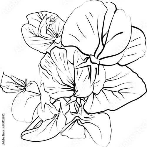 Delicate sweet pea tattoo. sweet pea vector illustration, beautiful sweet pea flower bouquet, hand-drawn coloring pages and book of artistic, blossom sweet pea, engraved ink art