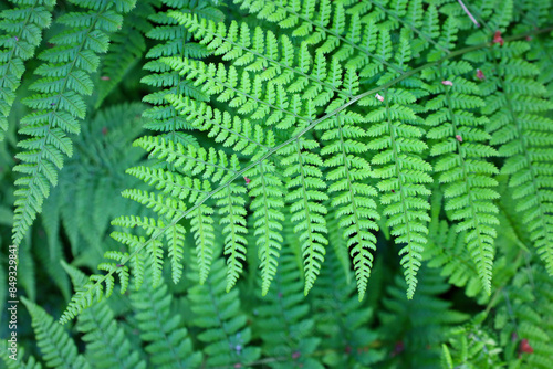 Beautiful green ferns in the sunshine