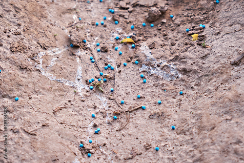 Blue poisonous granules from snails or slugs on the ground, to protect garden plants and flowers. Selective focus