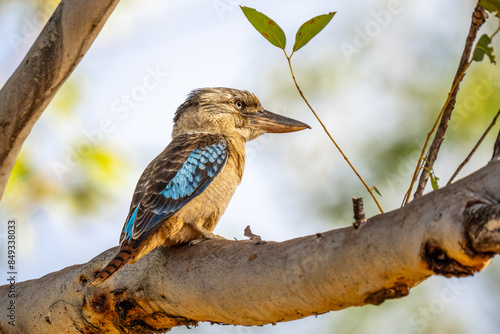 Blue-winged kookaburra, Northern Territory, Australia