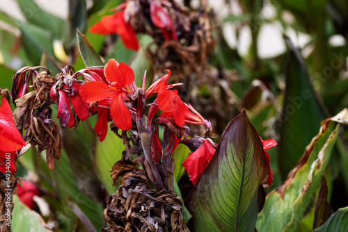 many red Canna Lily (family Cannaceae) flower with a natural background photo