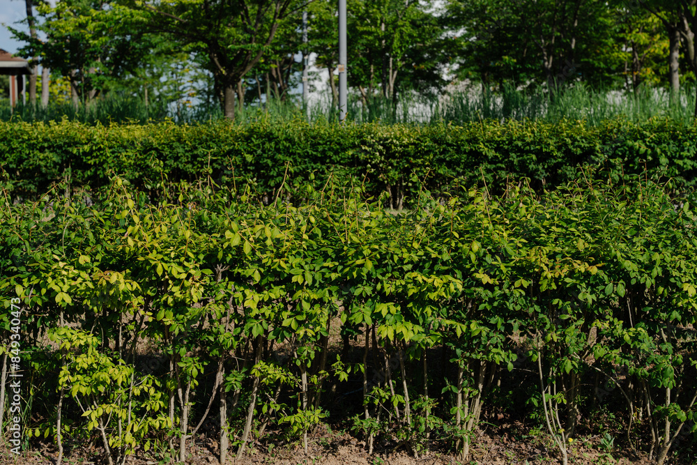 Lush green bushes in a park setting Lush green bushes in a park setting