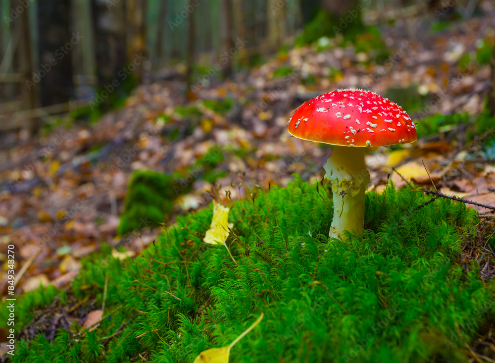 closeup red flyagaric mushroom on green forest glade closeup red flyagaric mushroom on green forest glade