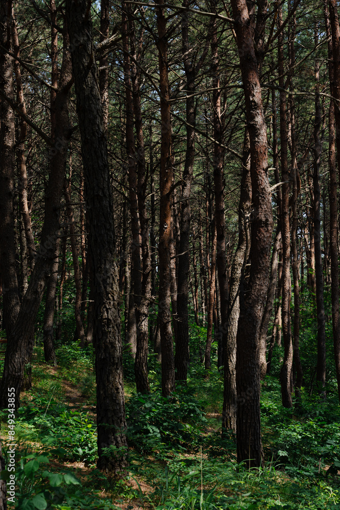 Tall trees in a dense forest with green undergrowth Tall trees in a dense forest with green undergrowth