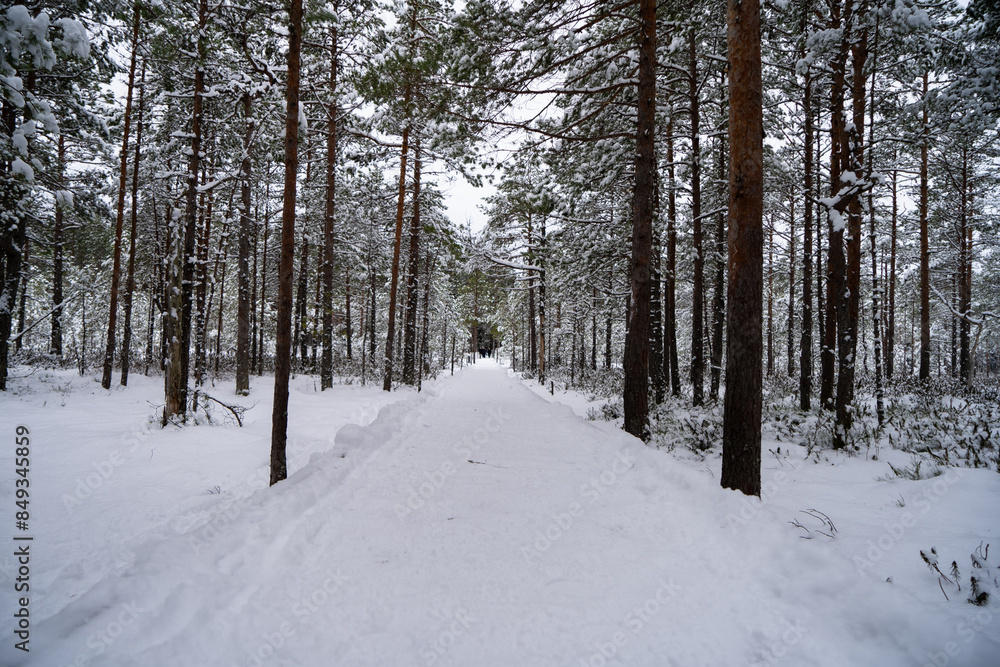 A forest in Estonia in Winter, the pines are covered with snow and everything looks calm, the snow offers a clear and bright image that contrasts with the green of the trees A forest in Estonia in Winter, the pines are covered with snow and everything looks calm, the snow offers a clear and bright image that contrasts with the green of the trees
