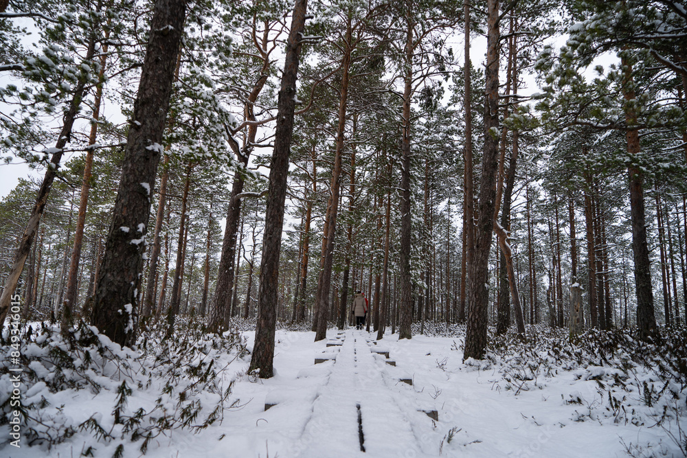 A forest in Estonia in Winter, the pines are covered with snow and everything looks calm, the snow offers a clear and bright image that contrasts with the green of the trees A forest in Estonia in Winter, the pines are covered with snow and everything looks calm, the snow offers a clear and bright image that contrasts with the green of the trees