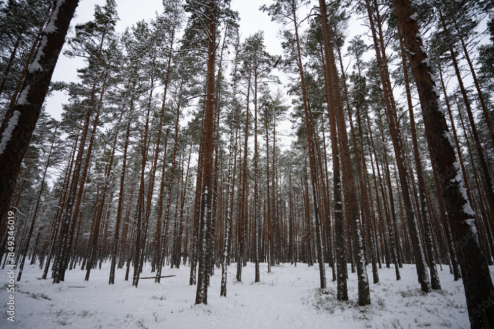 A forest in Estonia in Winter, the pines are covered with snow and everything looks calm, the snow offers a clear and bright image that contrasts with the green of the trees A forest in Estonia in Winter, the pines are covered with snow and everything looks calm, the snow offers a clear and bright image that contrasts with the green of the trees