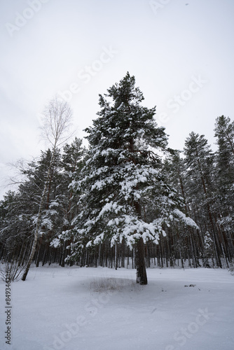 A forest in Estonia in Winter, the pines are covered with snow and everything looks calm, the snow offers a clear and bright image that contrasts with the green of the trees