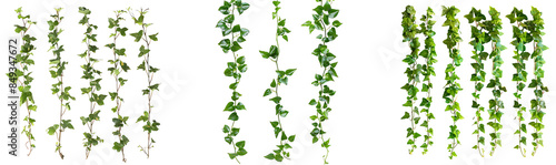 creeper and climber plants cutout isolated on transparent background