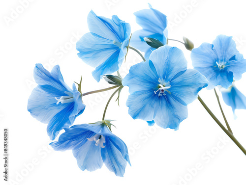 png blue flowers cutout isolated on transparent background