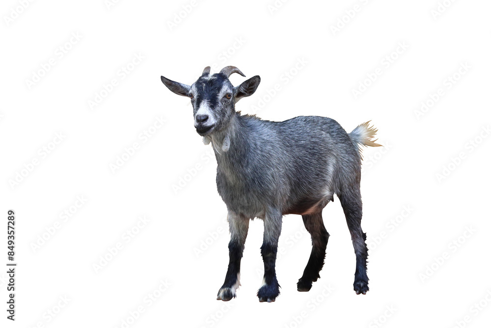 Goat isolated on transparent background png file Goat isolated on transparent background png file