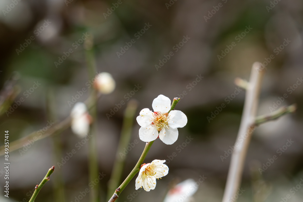 白い梅の花