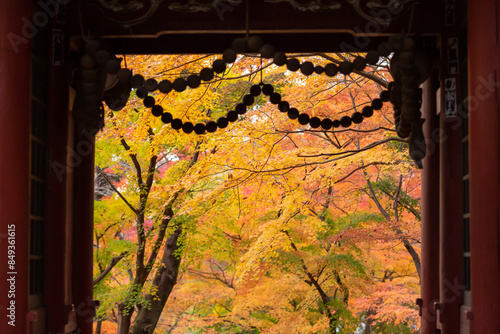 autumn orange leaves of the trees seen through the temple gate in matsudo hondoji temple