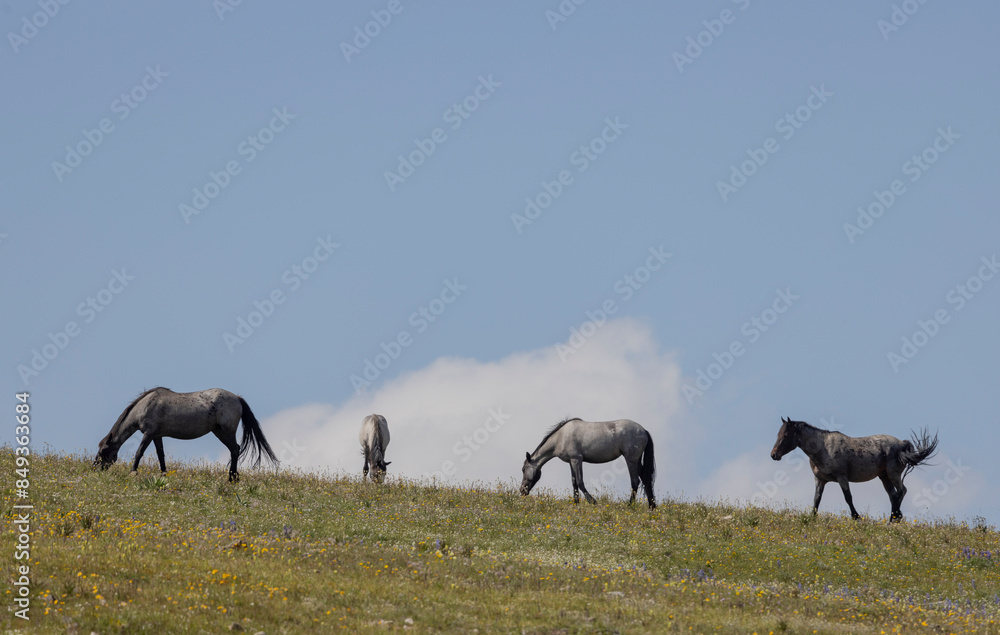 Obraz premium Wild Horses in Summer in the Pryor Moutnains Montana
