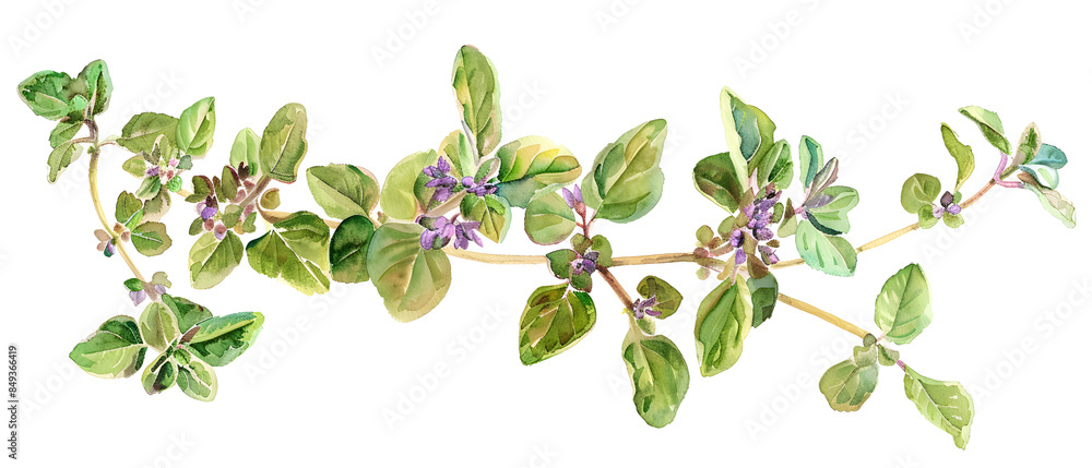 Obraz premium Watercolor illustration of oregano herbs with green leaves and purple flowers, perfect for culinary, botanical, or nature-themed designs.