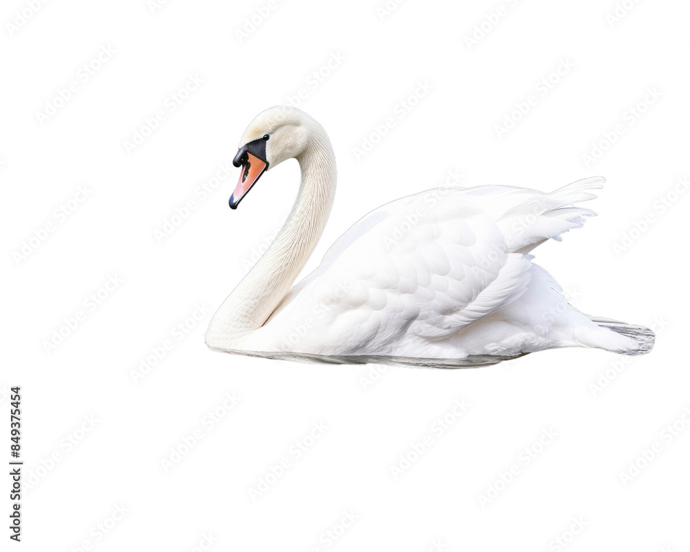 Graceful white swan gliding over water, isolated on transparent background. Perfect for nature or wildlife themes. Graceful white swan gliding over water, isolated on transparent background. Perfect for nature or wildlife themes.