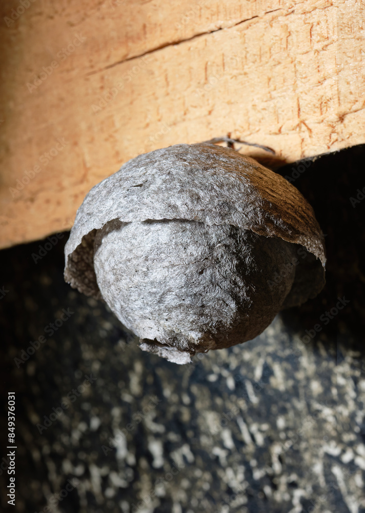 Wasp Nest. Wasp hive hanging from the ceiling under roof. Hornet's hive. aspen hive on awooden background. Shallow depth of field Wasp Nest. Wasp hive hanging from the ceiling under roof. Hornet's hive. aspen hive on awooden background. Shallow depth of field