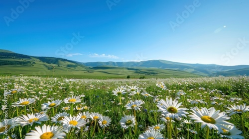 spring meadow filled with wildflowers under a clear blue sky 