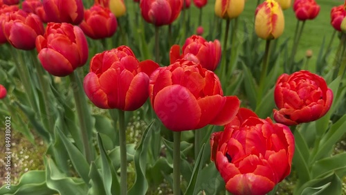 Tulips grow in a flowerbed in spring, bottom. Tulips are spring-blooming perennial herbaceous bulbiferous geophytes in the Tulipa genus.  photo