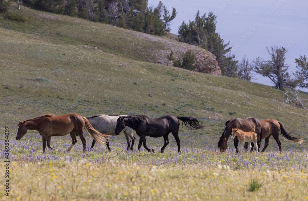 Wild Horses in the Pryor Mountains Montana in Summer Wild Horses in the Pryor Mountains Montana in Summer