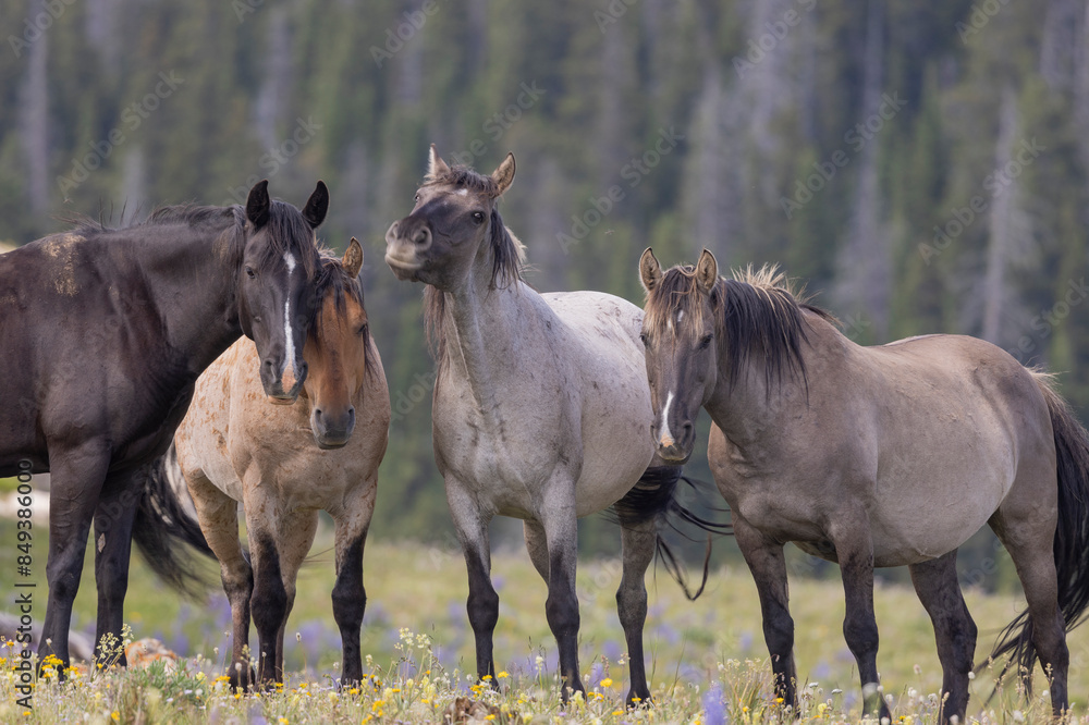 Fototapeta premium Wild Horses in the Pryor Mountains Montana in Summer