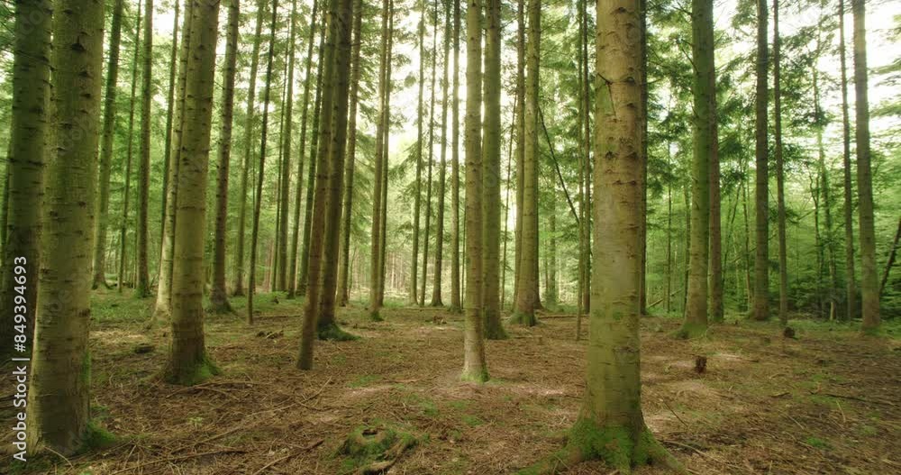 Forest scene in the summer. Panning shot of tree trunks, real time, no people Forest scene in the summer. Panning shot of tree trunks, real time, no people