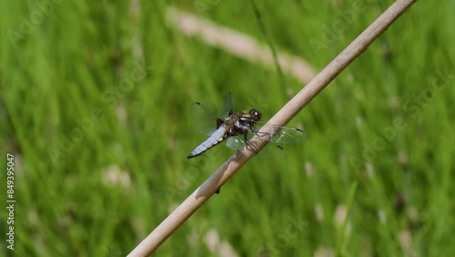 Broad-bodied Chaser resting on a Reed photo