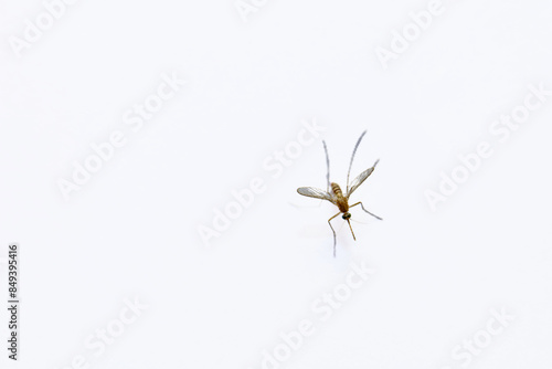 Graceful Mosquito in Flight