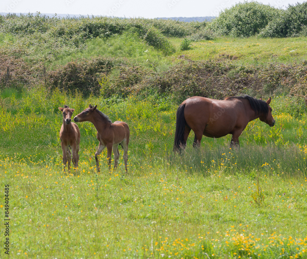 New Forest Foals. New Forest Foals.