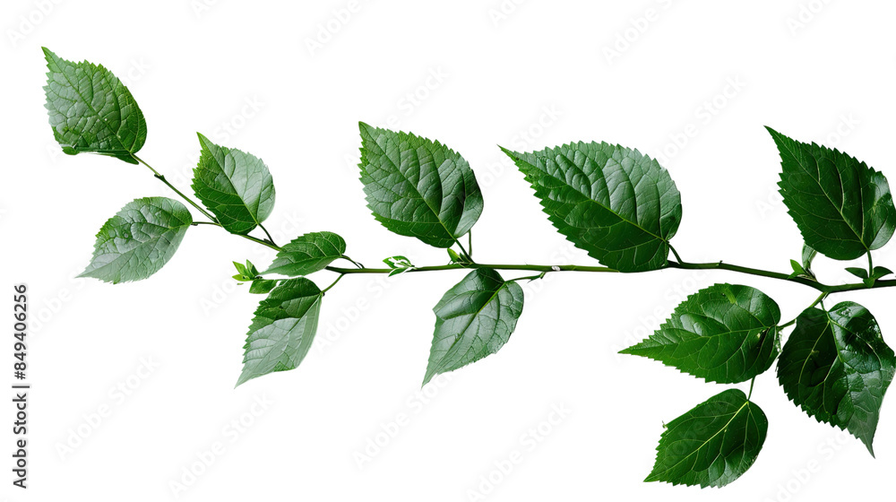 Green leaves on a transparent background Green leaves on a transparent background