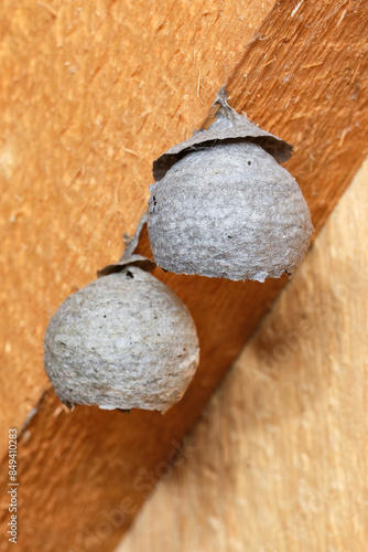 Wasp Nests. Wasp hive hanging from the ceiling under roof.  Hornet's hive. Shallow depth of field photo