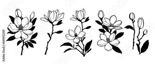 Magnolia flowers. Set of magnolia branches. Vector black silhouettes isolated on a white background